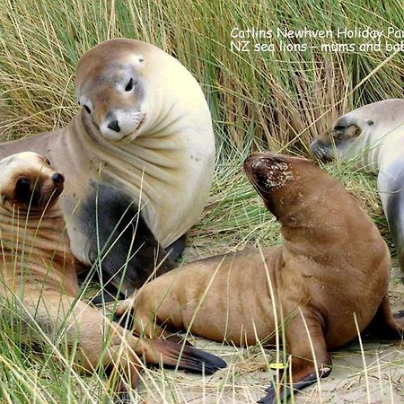 Catlins Newhaven Holiday Park Owaka Dış mekan fotoğraf
