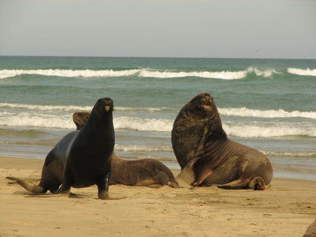 Catlins Newhaven Holiday Park Owaka Dış mekan fotoğraf